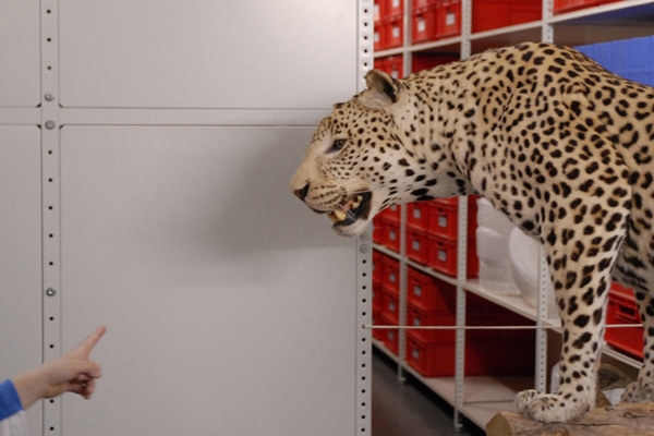 Bavarian State Collection of Zoology, leopard